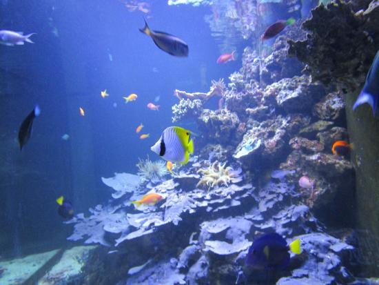 Acuario Universidad de Murcia